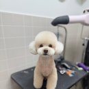 베리굿동물병원 | 베리굿 동물 병원 &amp; 미용실 일상 공개