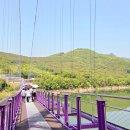 시루섬 | 단양 시루섬 생태탐방교 직접 걸어본 후기｜617m 출렁다리 생각보다 안 무서웠던 이유