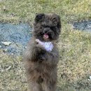 돌봄 | 잠실강아지분양 ■역변없이 아주 예쁘게 자란 말티폼 &#34;오후&#34; 돌봄 분양후기■