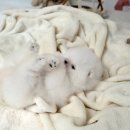 밀리언 로즈 가든 이미지