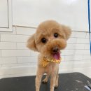 인물나개 이미지