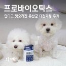 강아지 프로바이오틱스 후기, 인디고 펫오리진 유산균 다견가정 리얼 스토리