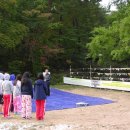 스테이나무 이미지