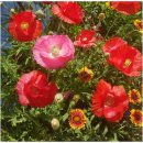 마이산 꽃 펜션 이미지