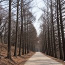 우리고장 로컬푸드 | 겨울 낭만 가득한 함양 상림공원 천연기념물 숲속산책 맨발걷기 힐링 여행