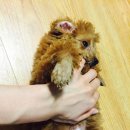 코디애견샵 이미지