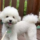 신나라 | 강아지 일회용 신발 찰용 반려견 신나라 슈즈 내돈내산 추천 후기