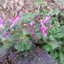 고봉산가든 이미지