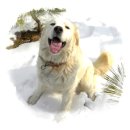 보광농원 이미지