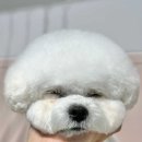 헬로우버디 그루밍센터 판교밸리점 | 성남애견미용 고민하신다면 헬로우버디 판교밸리점 추천해요