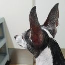 트윈스동물병원 이미지