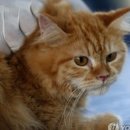 MK동물병원 이미지