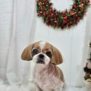 메리몰펫샵(사직점) 이미지