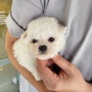 대구강아지분양 퍼피얌 이미지