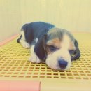 도꾸애견 이미지