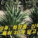 [유카.실유카] 삼푸. 화장품 보습제로. 신약재로 특허 30개 안고 다닌다 이미지