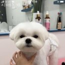 지애롭개 이미지