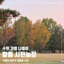 시민 | 수원 단풍 구경하기 좋은 곳, 탑동 시민 농장 방문 후기