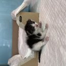 경일 동물병원 이미지