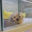 대구강아지분양 마마스미독 본점 이미지