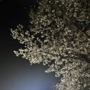 갈마농장 | 4월의 봄날