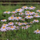 기차길옆 이미지