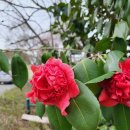 동백사우나 이미지