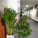 한샘플라워 이미지