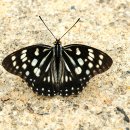 다인야영장 이미지