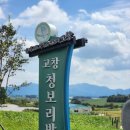 선두농장 | [고창] 학원농장-메밀꽃밭 메밀꽃잔치