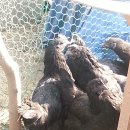 성계농장 이미지