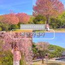 (주)유일건설 | 천안 태조산 각원사 겹벚꽃 명소 주차 실시간 개화 현황