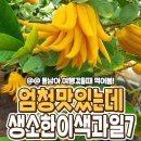 맛있는데 우리나라사람들에겐 생소한 이색과일 이미지