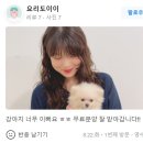 큐티댕냥 하남 본점 강아지 고양이 분양 이미지