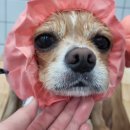 디오펫샵 이미지