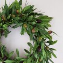 올리브조화 이미지