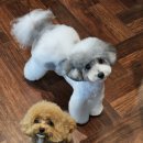 메종VIP203 이미지