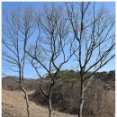 지장사지 이미지