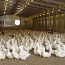 큰오리농장3 이미지