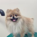 포시즌 동물병원 이미지