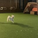 아이조아펫파크 동탄점 이미지