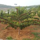 대련농장 이미지