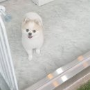 원 반려동물 미용실 이미지