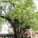 두그루나무 이미지