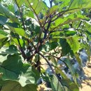 덕인주유소 이미지