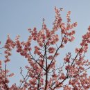 봄소식ㅡ올벚나무(양벚나무)꽃 - by 모모수계 이미지