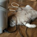 별무리 민박 이미지