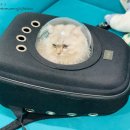 고양이 무마취미용&호텔 무냥무냥 부산서면점 이미지