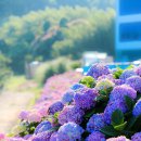 수국펜션