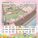 죽전리 | 충북 보은 벚꽃길 축제 정보와 실시간 개화시기